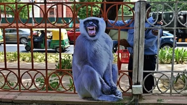 langurs