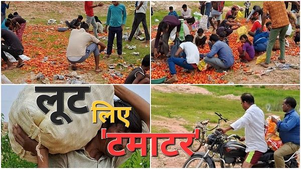 Tikamgarh_जंगल में पड़ा था लूट का टमाटर, उसे गांव वाले लूट ले गए