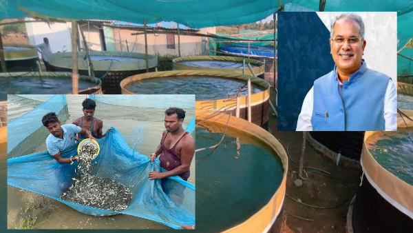 machhali palan chhattisgarh