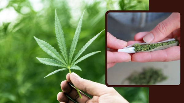 Germanys Cabinet Okays Bill Legalising marijuana 