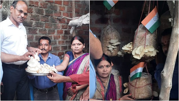 Success Story: मशरूम से दंपति बनेंगे मालामाल, कम जगह के चलते सीढ़ियों पर भी लगाया मशरूम