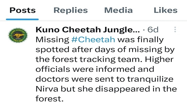 कूनो चीता जंगल सफारी के आफिसियल ट्वीटर अकाउंट से किया गया ट्वीट। 