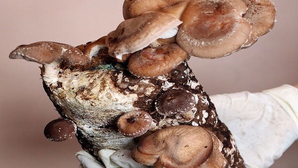 बीमारी की चपेट में मशरूम, कोवेव रोग से 35% फसल बर्बाद 