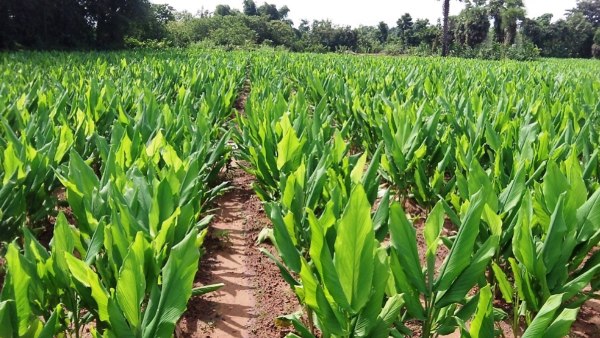 Turmeric Farming benefits for farmers in india