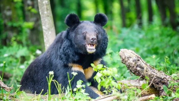 satna wild bear attack cowboy satna wild bear attack cowboy