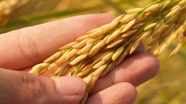 Odisha rice procurement target