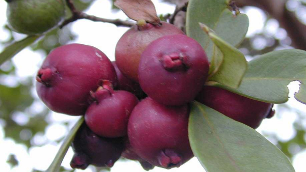 health tips If you want to avoid old age, then eat black guava