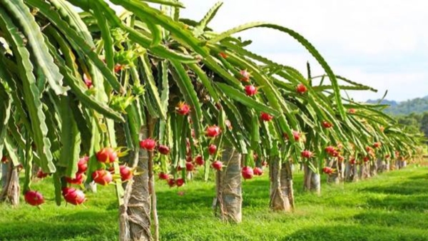 benefits of Dragon fruit farming for farmers with immunity booster