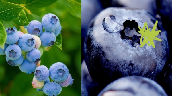 benefits of Blueberry is also a farmer booster Apart from being a superfood benefits of Blueberry is also a farmer booster Apart from being a superfood