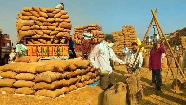 odisha paddy purchase