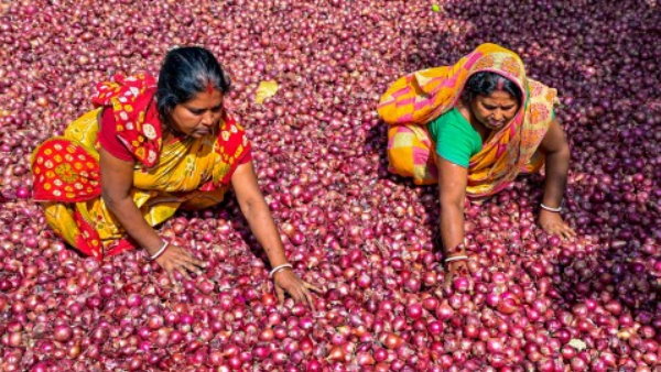 onion Maharashtra News