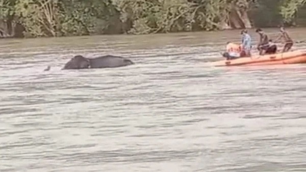 पन्ना टाइगर​ रिजर्व की ह​थिनी मोहनकली नदी में फंसी दो घंटे में सफल रेस्क्यू