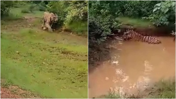 पन्ना में जंगल छोड़ गांव तक पहुंच रहे बाघ, रास्ते में देखकर उड़े होश