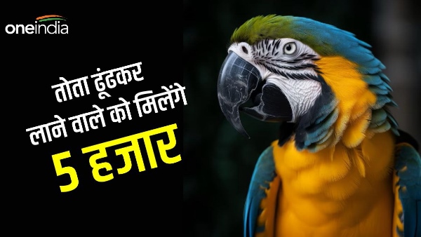parrot missing