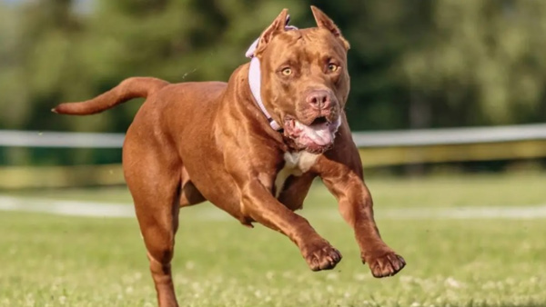 Pit Bull
