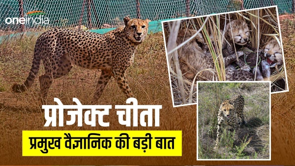 project cheetah kuno