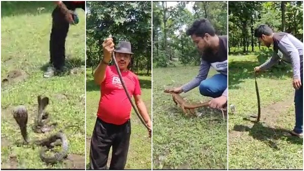 नागपंचमी के पहले नागों का हेल्थ चैकअप, फिर दर्जनभर विषधर जंगल में किए आजाद