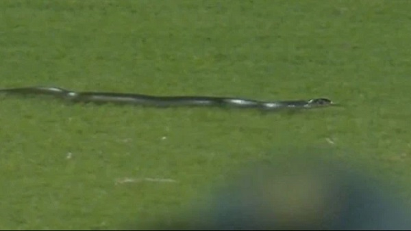 snake enters the field
