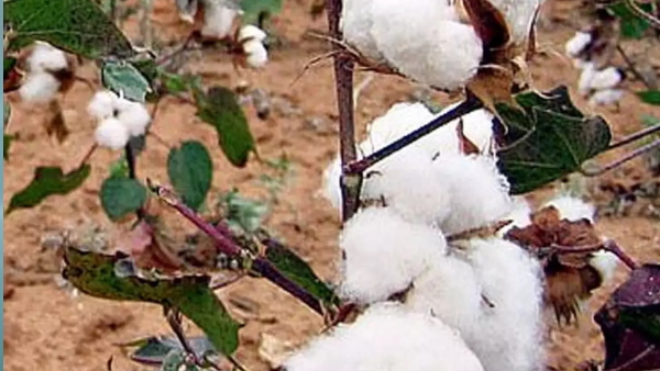 cotton