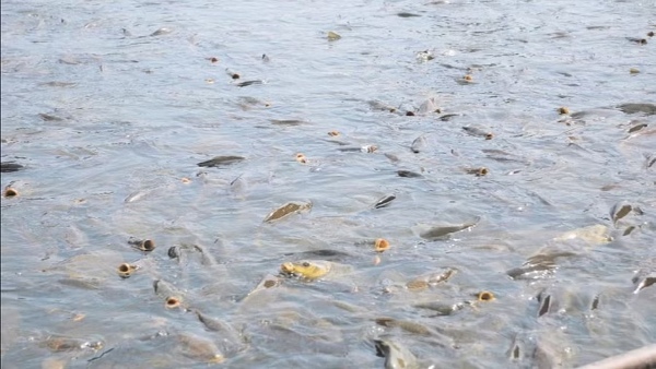 Telangana shrimp fisheries
