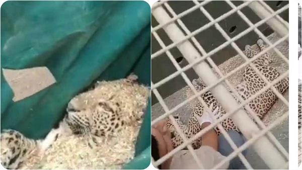 panna:बकरी के लालच में झोपड़े में घुस गया तेंदुआ, गांव वालों ने झोपड़े में कैद कर लिया