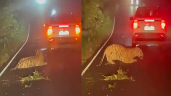 Tiger Hit By Vehicle Video