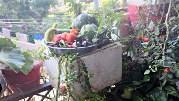 VK Pandey in lucknow has grown 250 kg tomatoes in terrace garden and giving to neighbors for free