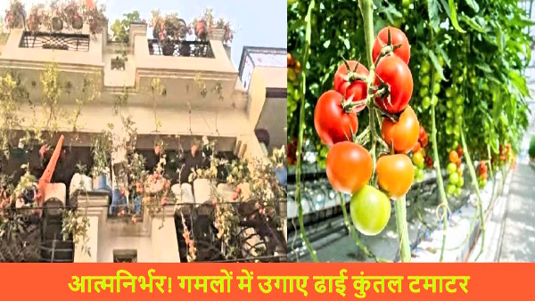 VK Pandey in lucknow has grown 250 kg tomatoes in terrace garden and giving to neighbors for free
