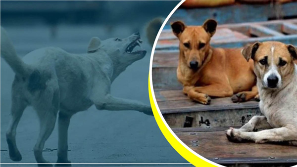 yogi-government-strict-on-population-control-of-stray-dogs