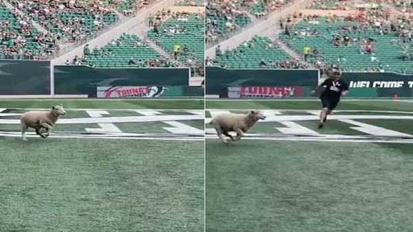 Sheep invades football field