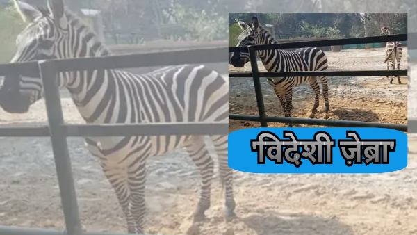 Patna Zoo News In Hindi Patna Zoo News In Hindi