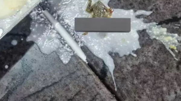 Odisha Kalinga university