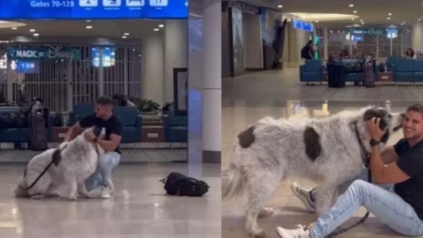 Dog reunites with owner 