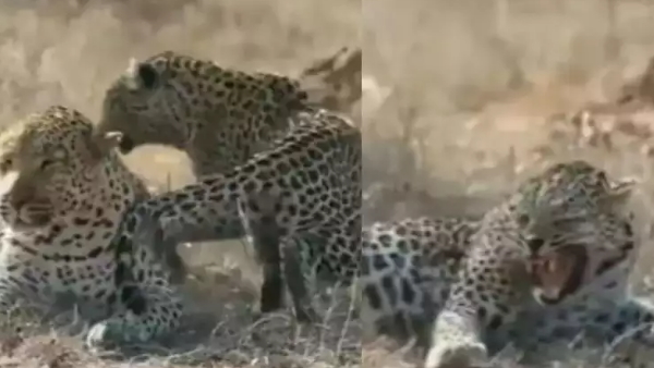 Female leopard