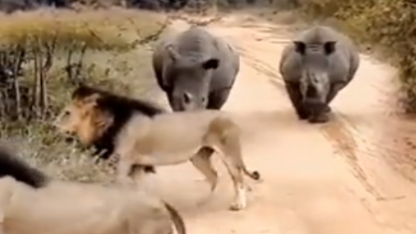 Two rhinos face two lions