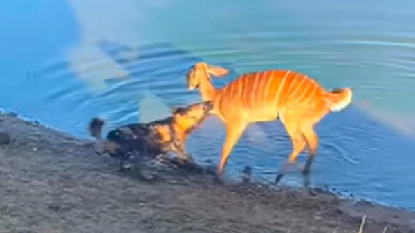 Buck escapes from wild dog
