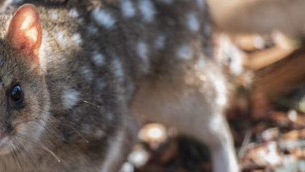 quoll