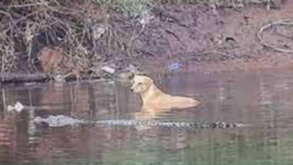 Three crocodile saved dog life