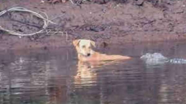 Three crocodile saved dog life