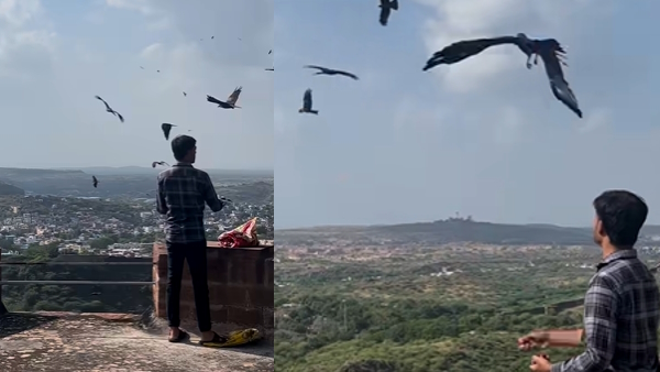 Eagles at Mehrangarh Fort jodhpur
