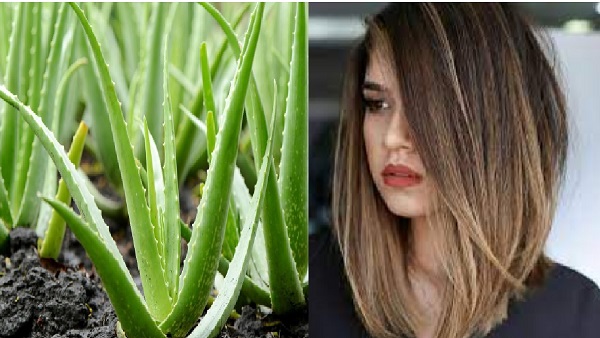 aloe vera