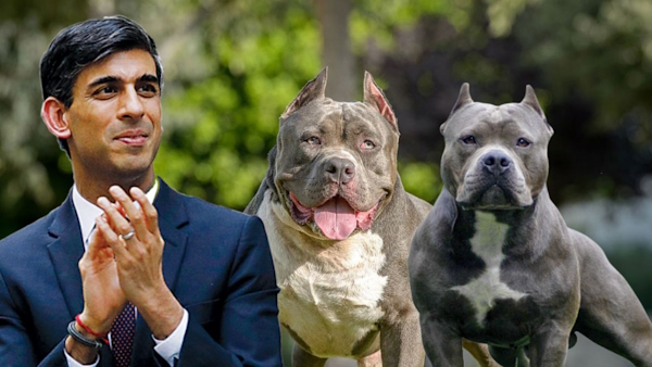 American XL Bully Dogs To Be Banned In UK