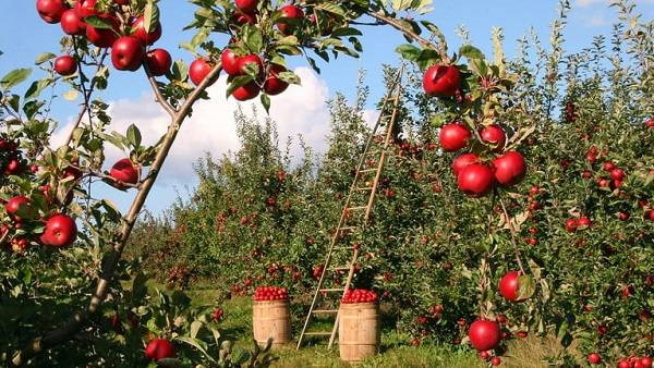 apple farming in uttrakhad apple farming in uttrakhad