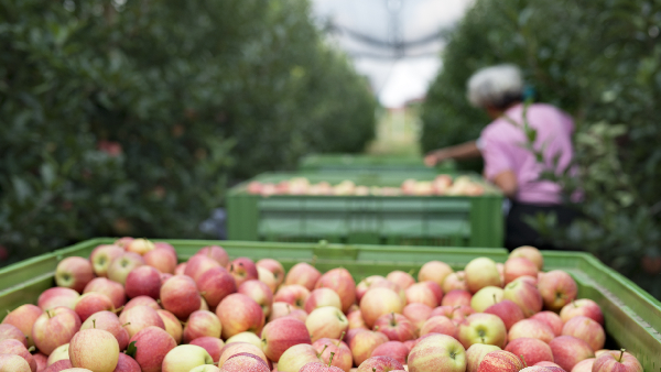 Apple Season