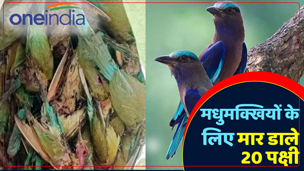 up-news-two-brothers-life-lost-20-birds-for-bees