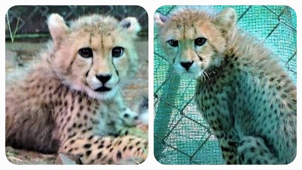 चीता प्रोजेक्ट: इंसानों के भरोसे पल रहा पहला चीता शावक