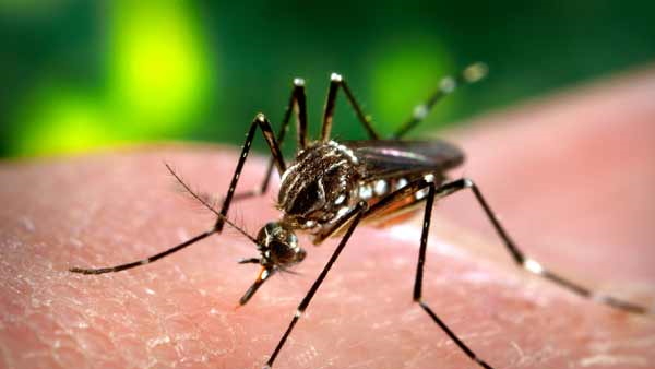 dengue