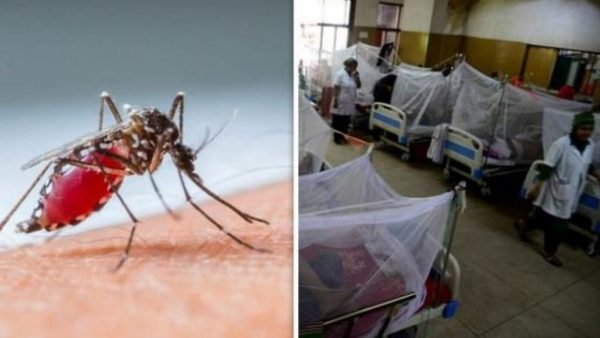 dengue plain districts spreading mountains mega campaign, strict action is being taken against quacks.