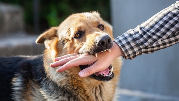 dog bite