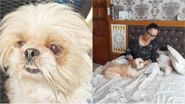 Dog escaped from grave in Rewa